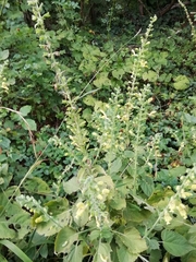 Salvia glutinosa