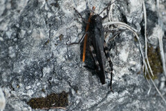 Psophus stridulus