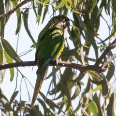 Pyrrhura frontalis