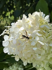 Aculeata