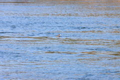 Cerorhinca monocerata