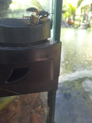 Auplopus mellipes