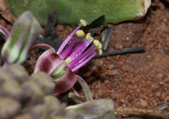 Ledebouria ovatifolia ovatifolia