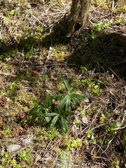 Chimaphila umbellata