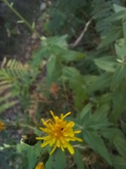 Hieracium