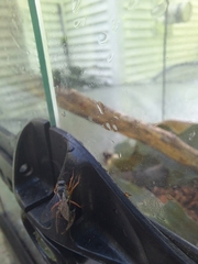 Auplopus mellipes