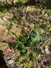 Chimaphila umbellata