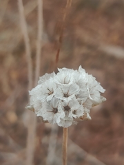 Armeria