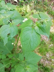 Solanaceae