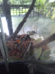 Auplopus mellipes
