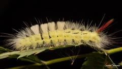 Calliteara pudibunda