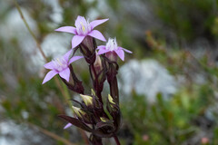 Gentianella