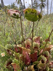 Sarracenia