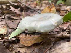 Clitocybe odora