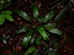 Disteganthus basilateralis