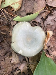 Clitocybe odora