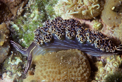 Diomedes' Sapsucker