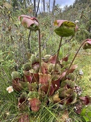 Sarracenia