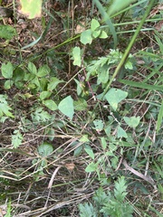 Persicaria perfoliata