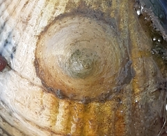 Calyptraea chinensis