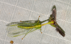 Zeugomantispa minuta