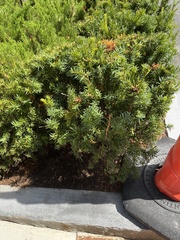 Taxus