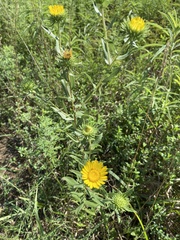 Grindelia lanceolata
