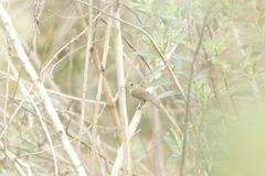 Euscarthmus meloryphus