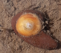 Calyptraea chinensis