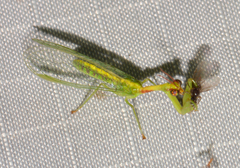 Zeugomantispa minuta