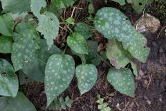 Pulmonaria