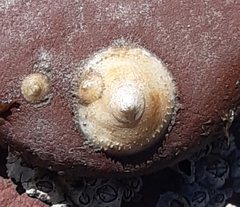 Calyptraea chinensis