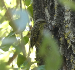 Certhia brachydactyla