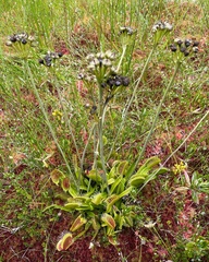 Dionaea muscipula