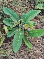 Symphytum officinale