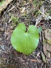 Maianthemum dilatatum