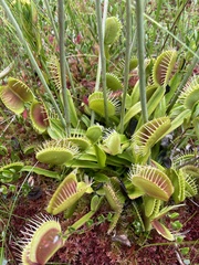 Dionaea muscipula