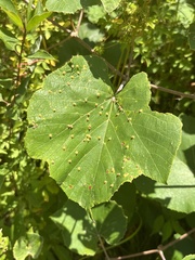 Daktulosphaira vitifoliae