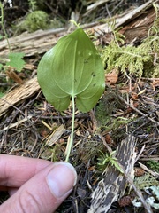 Maianthemum dilatatum