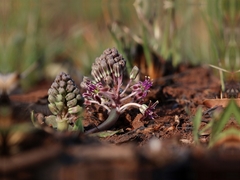 Ledebouria ovatifolia ovatifolia