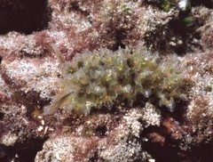 Polybranchia mexicana