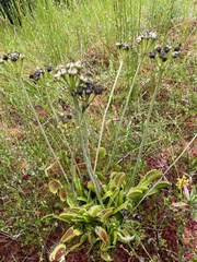 Dionaea muscipula