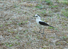 Fluvicola pica