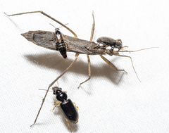 Pygolampis pectoralis