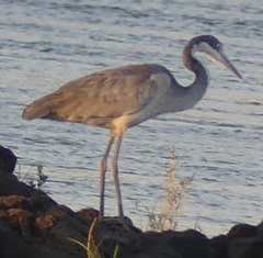 Ardea melanocephala