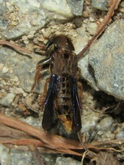 Platydracus maculosus