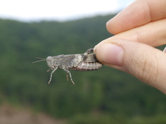 Oedipoda germanica