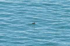 Histrionicus histrionicus