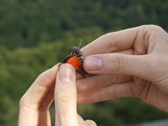 Oedipoda germanica