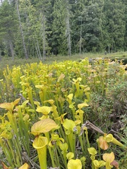 Sarracenia